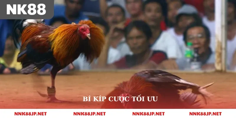 Bí kíp cược tối ưu